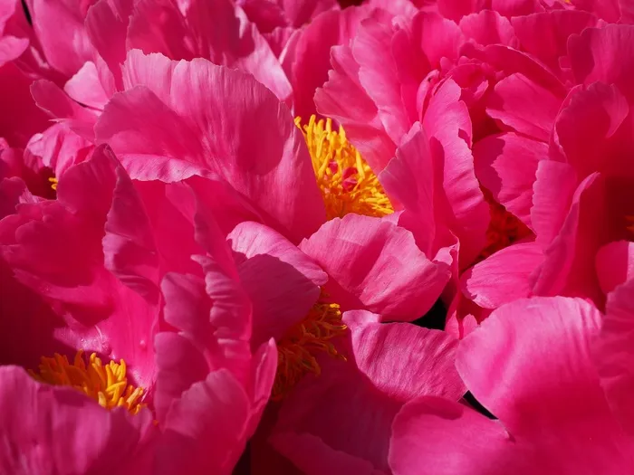 牡丹，开花，粉红色，花，花瓣，多彩