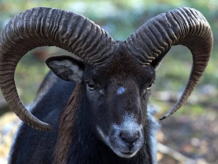 摩ri座，野生，动物