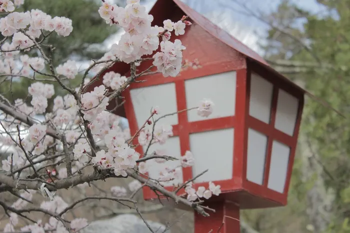 日本，樱花，樱花，开花，性质，春