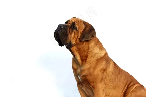 狗，白色，快乐，冬天，背景，品种，可爱