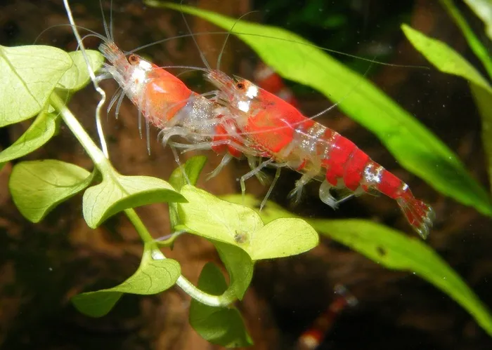 虾，红色，水族馆，淡水，水下，动物