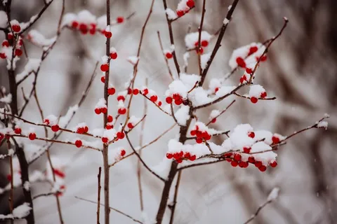 冬季,雪,浆果,涵盖,红色,冷,冻结 冬季,雪,浆果,涵盖,红色,冷,冻结
