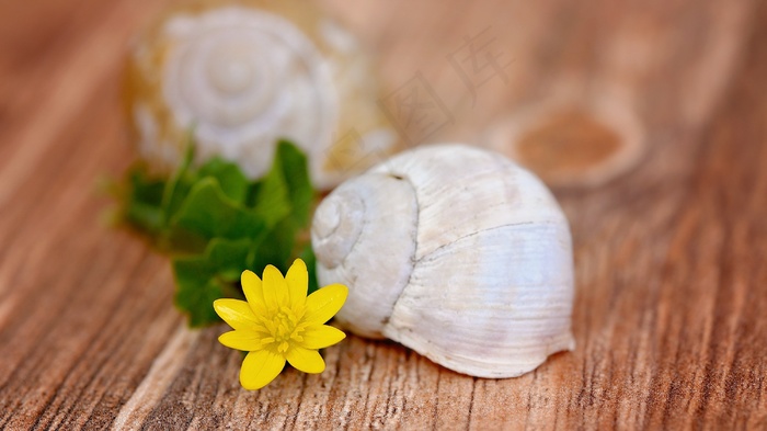白屈菜，花，开花，黄色，薄壳，空