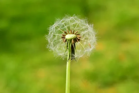 蒲公英,开花,夏天,种子 蒲公英,开花,夏天,种子