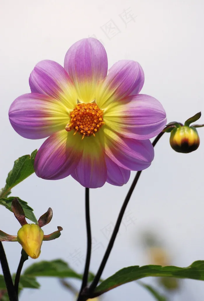 大丽花，花，花园，多彩，大花，紫色