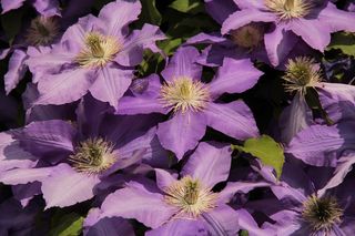 Klemátisz，蓝色的花，很好，夏天，植物，心情