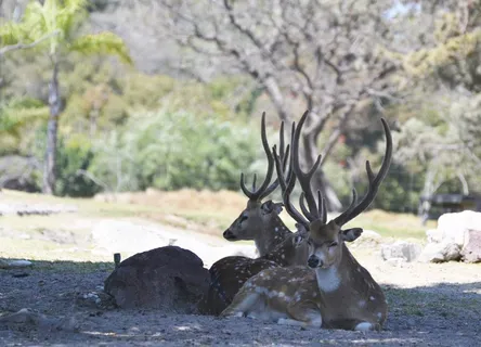 鹿，家庭，水，太阳，绿色，动物园，动物区系，动物