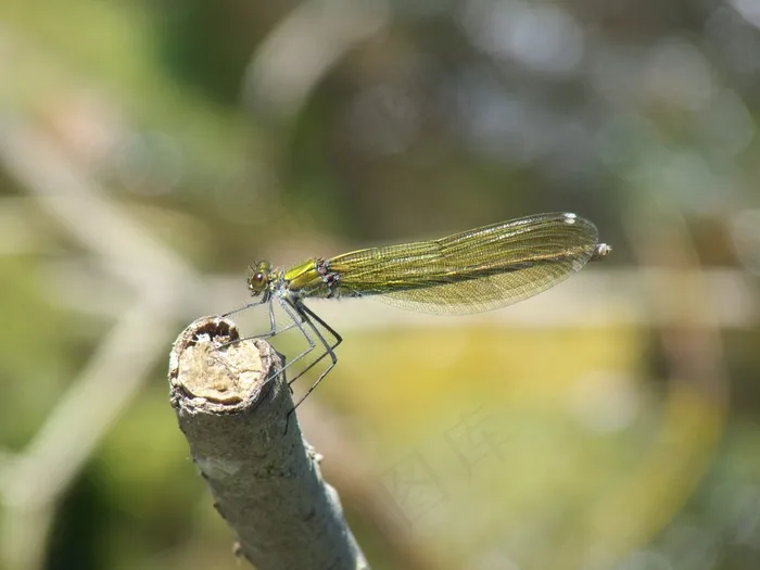 蜻蜓，昆虫，自然，野生动物，动物，拓荒，飞