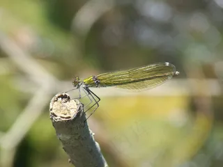 蜻蜓，昆虫，自然，野生动物，动物，拓荒，飞