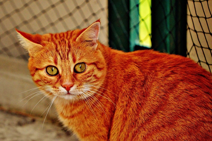 猫，宿醉，红色，可爱，鲭鱼，虎，甜
