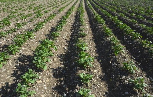 耕地，田野，地球，耕种，农业