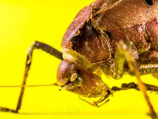 蚱hopper，Viridissima，昆虫，恐慌，几丁质，关闭