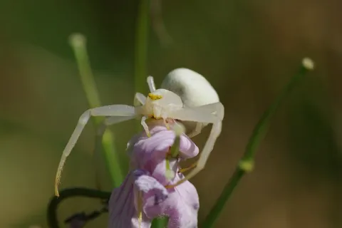 蜘蛛,白,动物,花卉,草地,鲜花,宏 蜘蛛,白,动物,花卉,草地,鲜花,宏