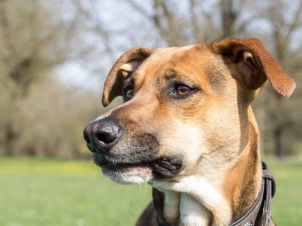 狗，肖像，动物，杂交，野生动物摄影