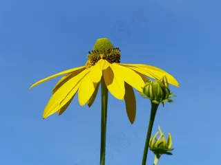 康乃馨，花，夏天，黄色，Himmel，蓝色，芽