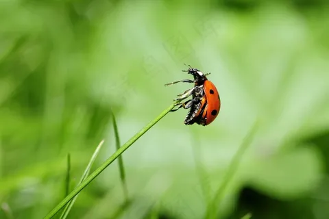 瓢虫,昆虫,自然,草地 瓢虫,昆虫,自然,草地