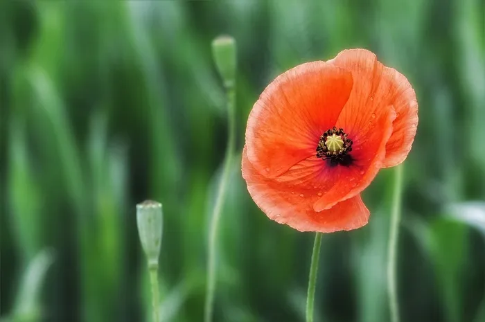 温柔，罂粟，开花，红色