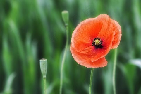 温柔，罂粟，开花，红色