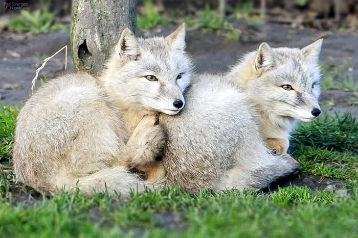 草原，狐狸，动物园