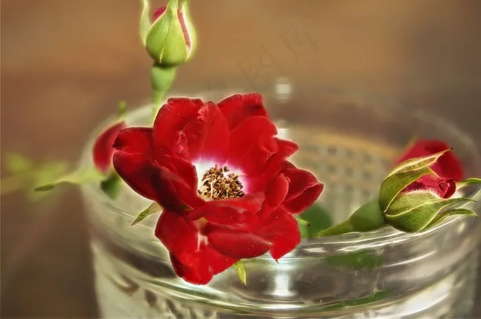 玫瑰，花，安排，爱情，花的，自然