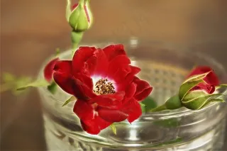 玫瑰，花，安排，爱情，花的，自然