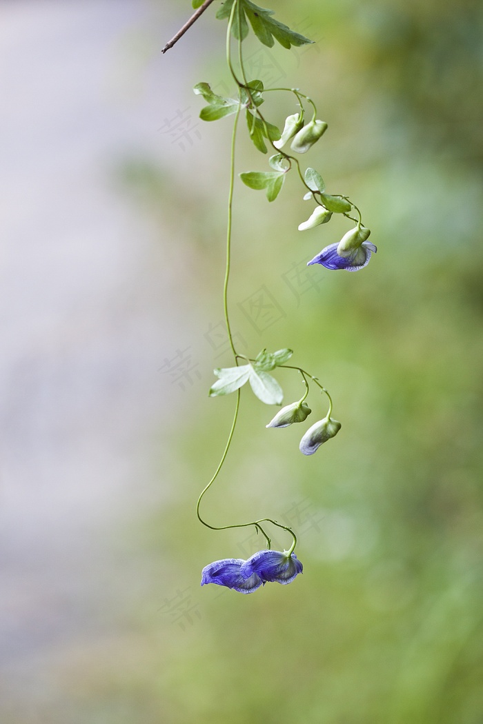 Notjeotgarak草药，平昌，野花