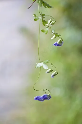 Notjeotgarak草药，平昌，野花