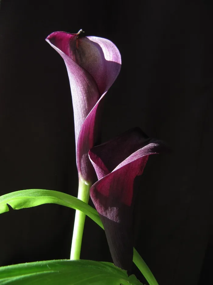 花，马蹄莲，紫罗兰