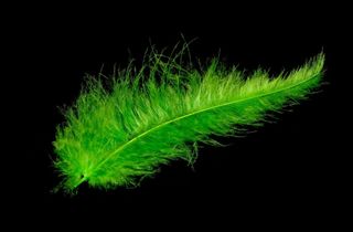 田野，鸟的羽毛，动物泉，轻微，通风