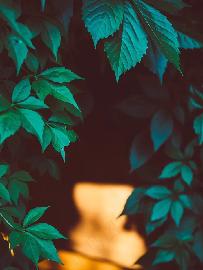 绿色，叶子，植物，自然