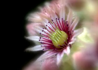 茹巴尔，肉质，花，鲜艳，自然