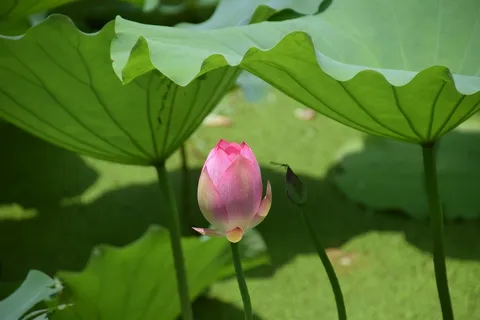 莲花,池塘,粉红色,湖,水花 莲花,池塘,粉红色,湖,水花