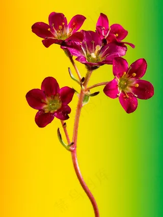 花，宏，颜色，小花，关闭，渐变