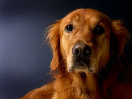 金毛猎犬，狗，猎犬，动物，宠物，毛皮