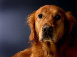 金毛猎犬，狗，猎犬，动物，宠物，毛皮