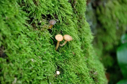 蘑菇,树,森林,秋季,公园,自然,绿色 蘑菇,树,森林,秋季,公园,自然,绿色