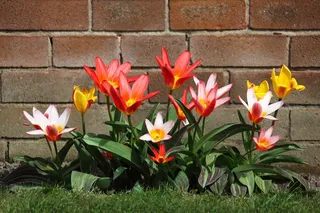盛开，开花，芽，束，颜色，华美，植物群