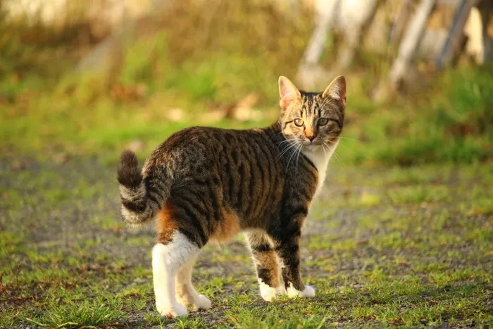 猫，小猫，鲭鱼，幼猫，家猫