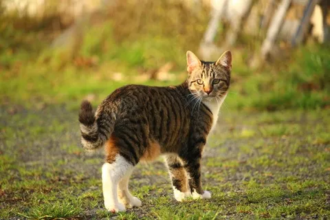 猫,小猫,鲭鱼,幼猫,家猫 猫,小猫,鲭鱼,幼猫,家猫