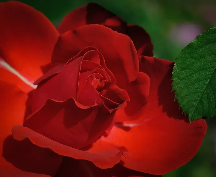 玫瑰，红色，花，美容，浪漫，花瓣，隔离