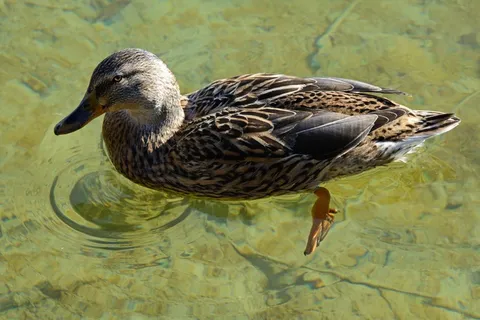 绿头鸭,鸭,女性,水禽,全身羽毛,鸭子 绿头鸭,鸭,女性,水禽,全身羽毛,鸭子