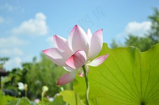 莲花，天空，绿叶，蓝色的日子，红色的花