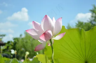 莲花，天空，绿叶，蓝色的日子，红色的花