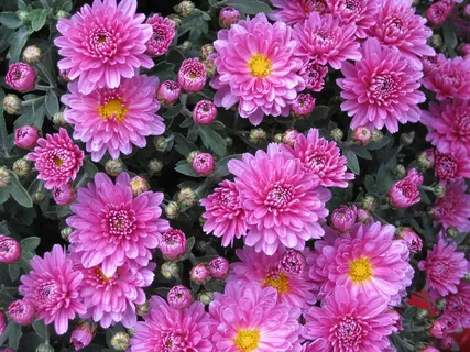 光滑的叶紫,,紫ster,菊花,花,粉红色 光滑的叶紫,,紫ster,菊花,花,粉红色
