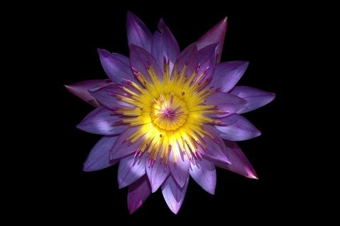 花，莲花，水生植物，睡莲