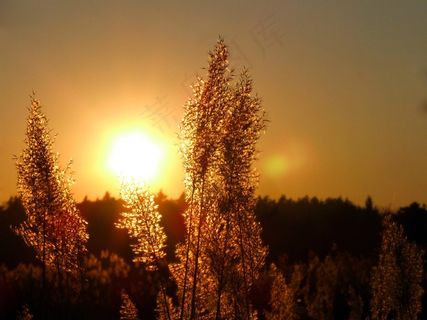 太阳，日落，光，西，风景，夏天，黄色