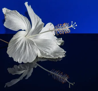 芙蓉花，开花，花，白，棉花糖