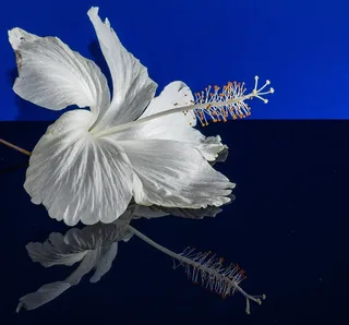 芙蓉花，开花，花，白，棉花糖