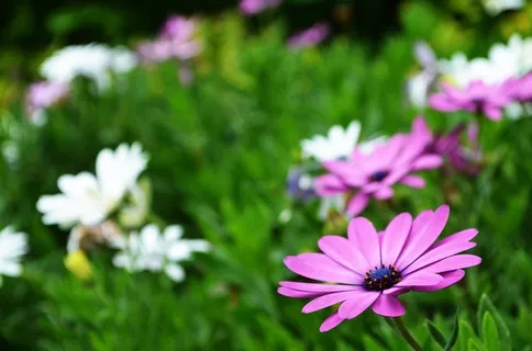 花，性质，植物，绿色，罗莎，鲜花，花瓣