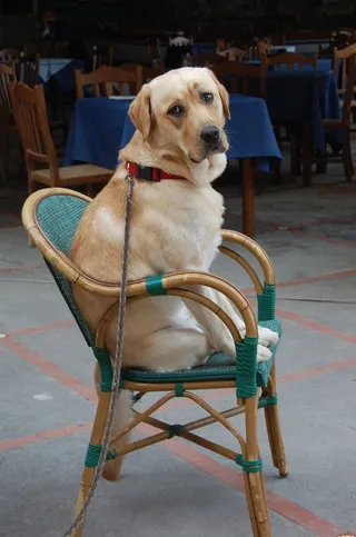 狗，金毛猎犬，动物